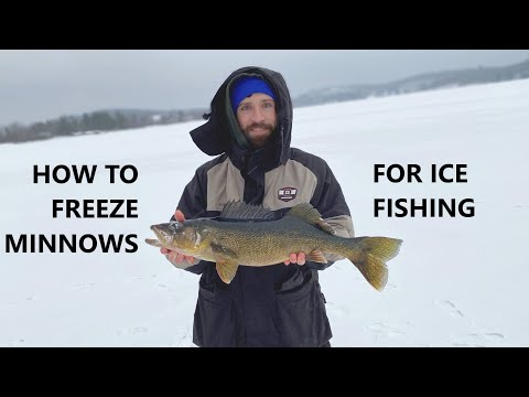 How to Properly Freeze Minnows for Ice Fishing