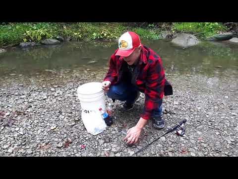 MICRO FISHING: Catching, growing and keeping creek Chubs and minnows for walleye bait