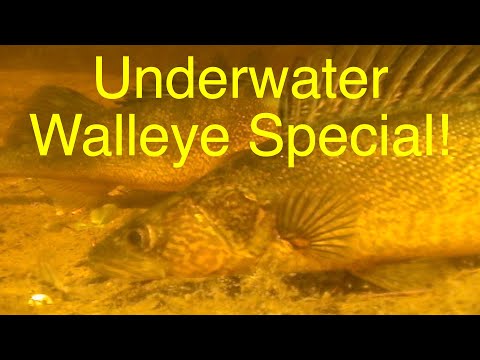 WALLEYE SPECIAL - Underwater Video