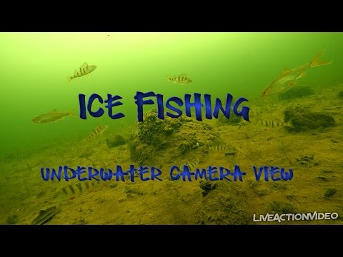 Ice fishing. Underwater camera view