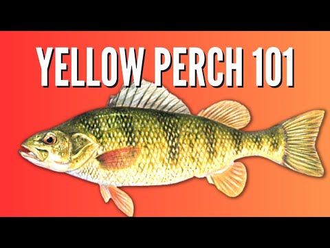 All About Yellow Perch - Identification, Habitat, Spawning, Diet, Age &amp; Size, Fishing Tips