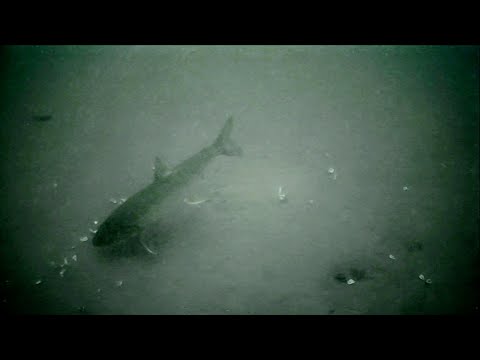 Ice Fishing with an Underwater Camera