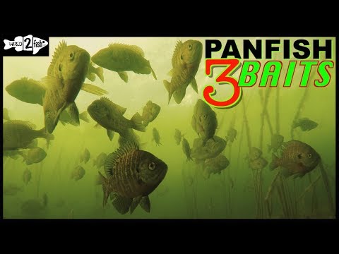 3 Go-To Baits for Ice Fishing Panfish