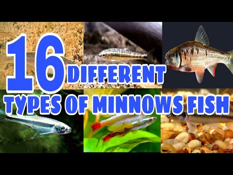 Types of Minnows Fish | Prathmesh aquatics