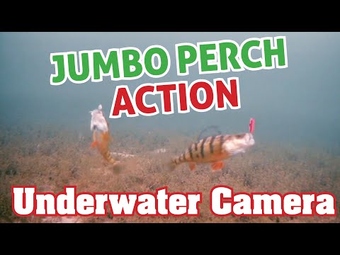 Underwater Perch ice fishing action - Aqua-Vu Underwater Camera