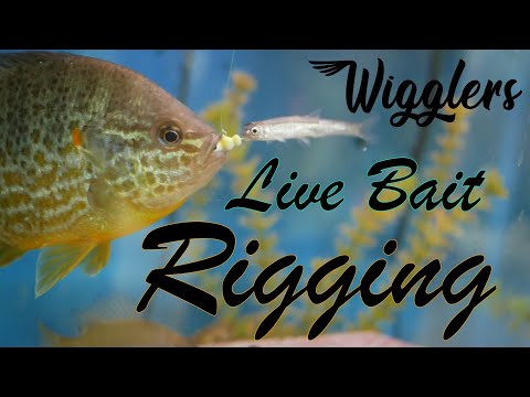 Live Bait Rigging | Wigglers