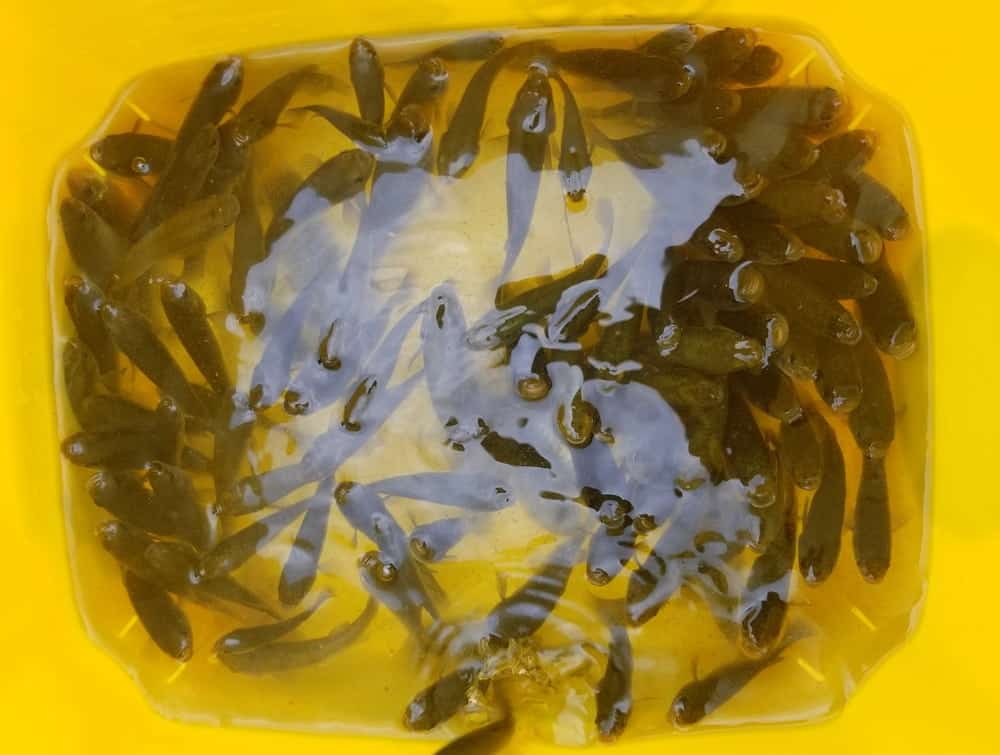 a group of live minnows in a yellow bucket