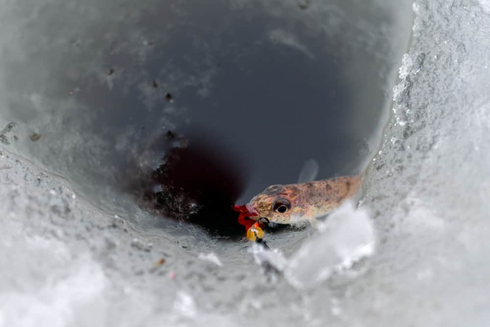 a small live minnow on a hook for ice fishing