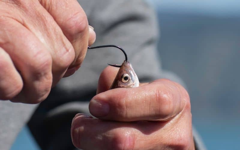 attaching a minnow to a hook