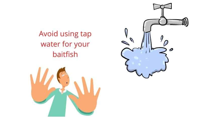 avoid using tap water for your baitfish