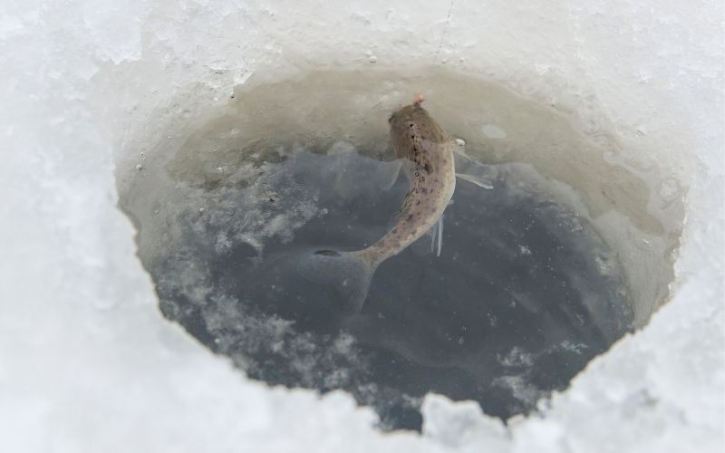 keep minnows alive while ice fishing