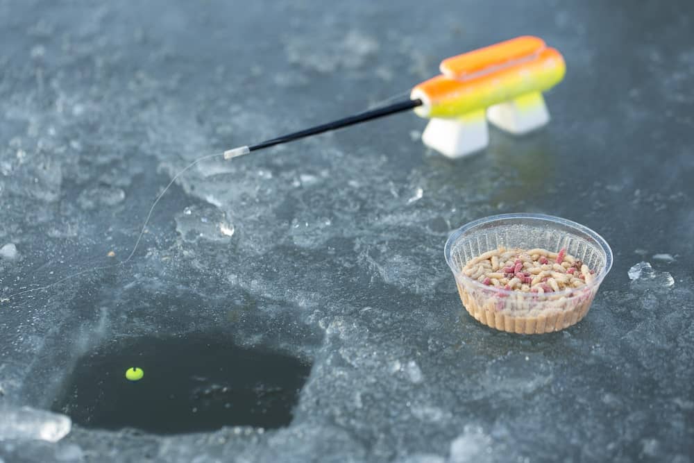 live larva, maggots for ice fishing