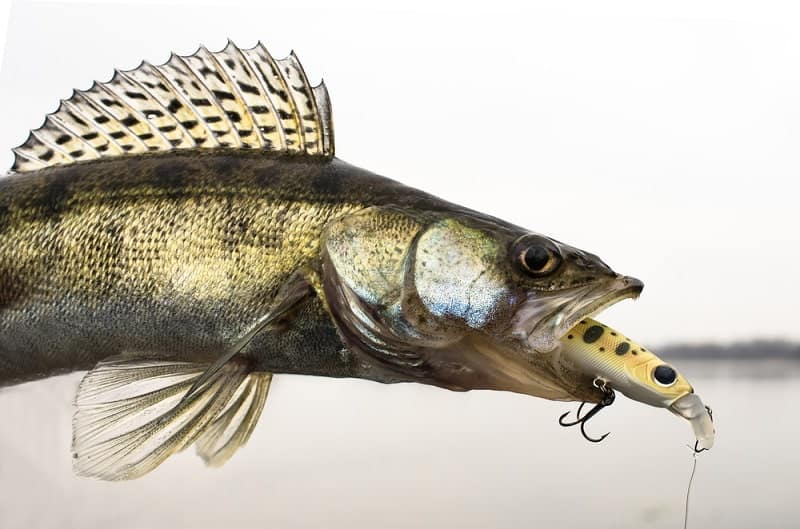the best hook size for walleye ice fishing
