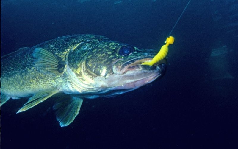 tips and tricks to fish for walleye
