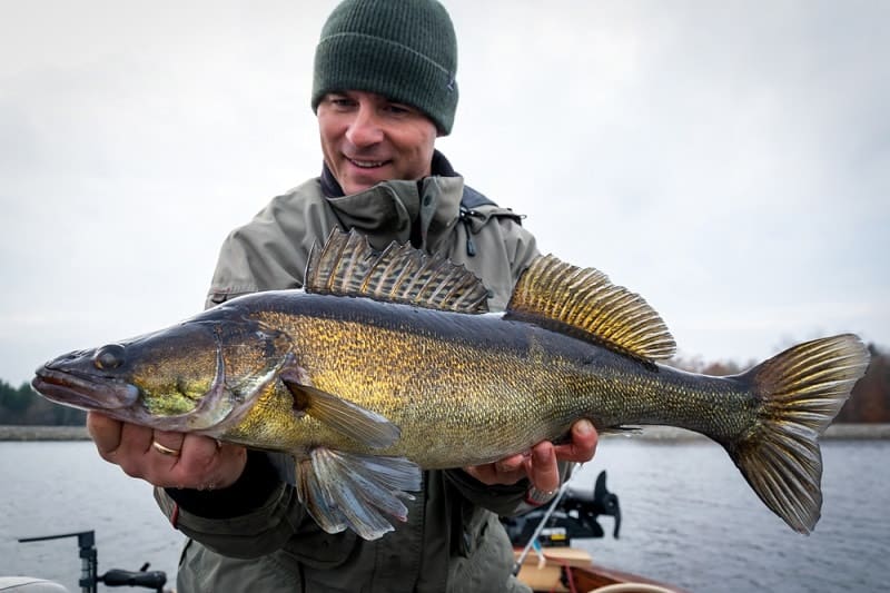 Walleye in giant water systems