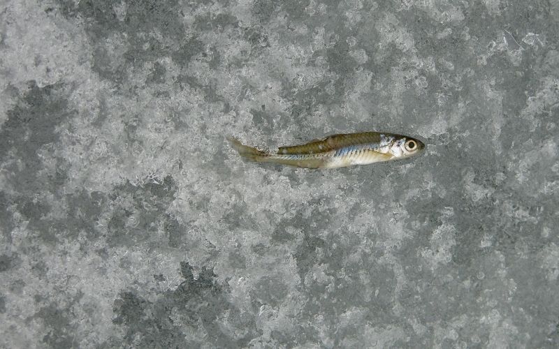 frozen minnows for ice fishing