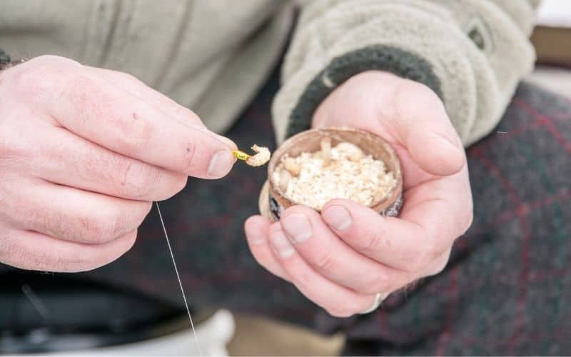 the best way to hook a wax worm