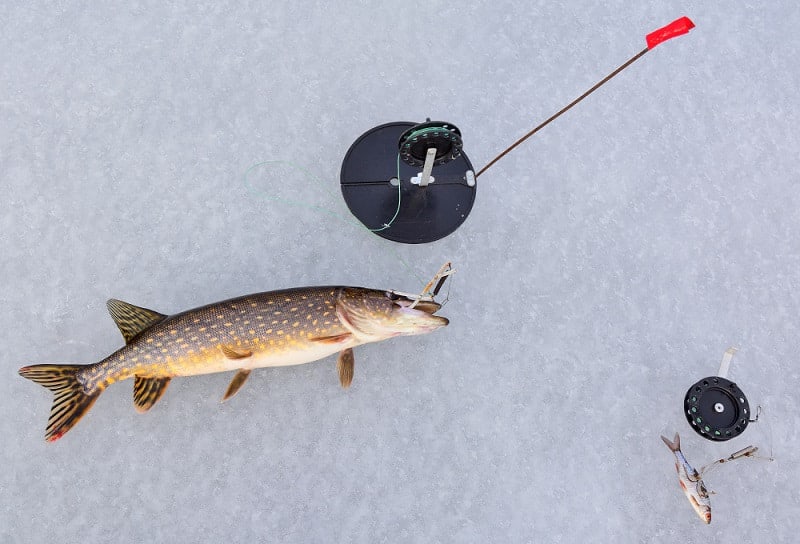 to get walleye to bite when ice fishing