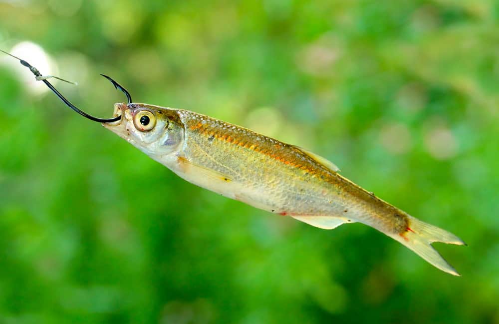 to hook a minnow without killing it