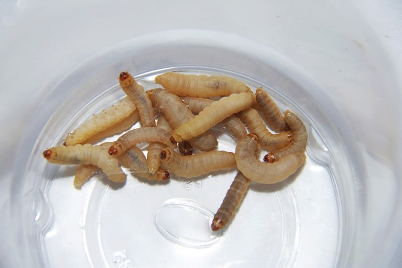 How To Keep Wax Worms Alive?
