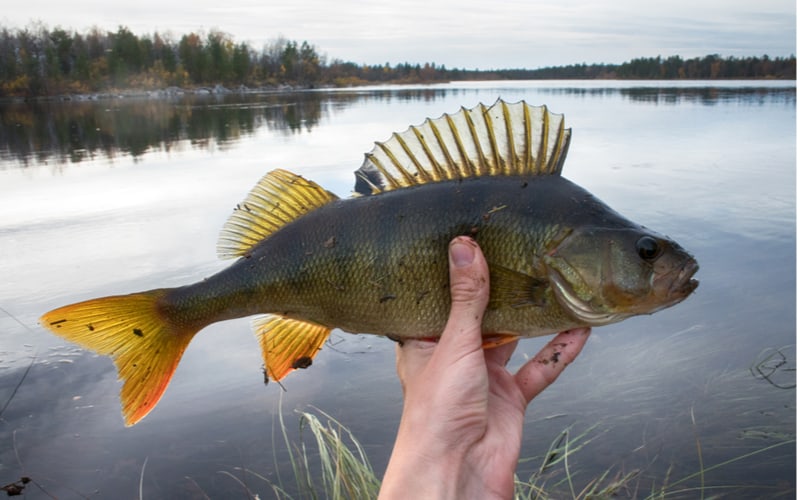 How Big Do Perch Have To Be To Keep In Michigan, New York, Wisconsin, and Ohio?