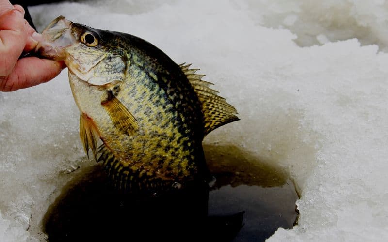 catching crappie at night when ice fishing