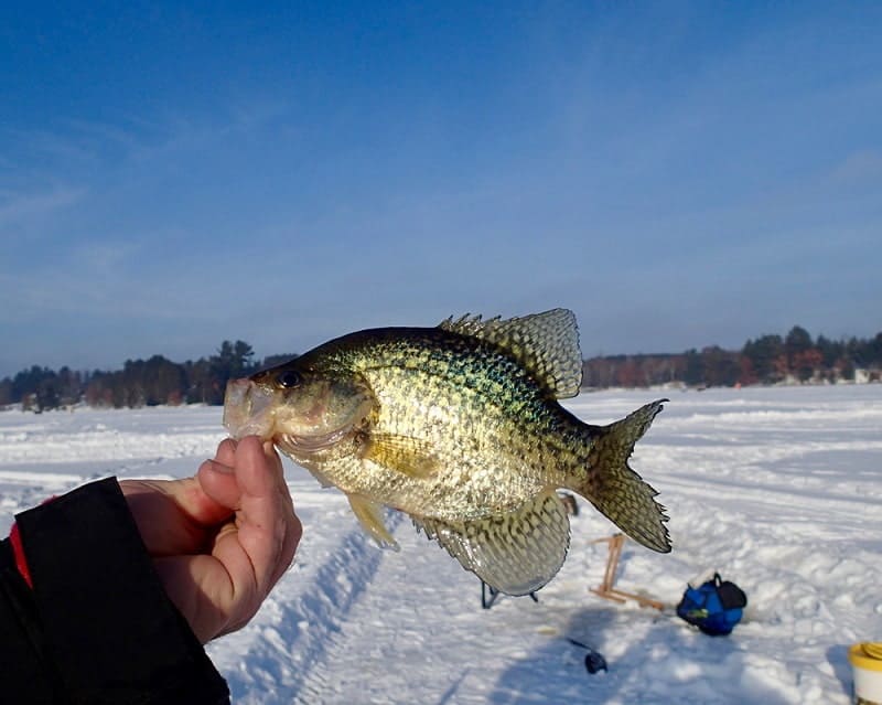 crappie fishing in the morning